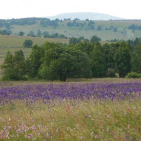 Biosphärenreservat Rhön - Modellprojekt für nachhaltige Regionalentwicklung