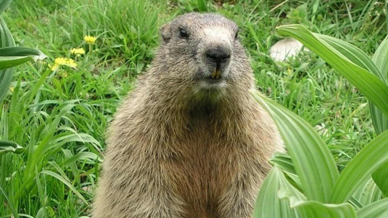 Nationalpark Berchtesgaden - wirksamer Schutz für eine wertvolle Hochgebirgslandschaft?