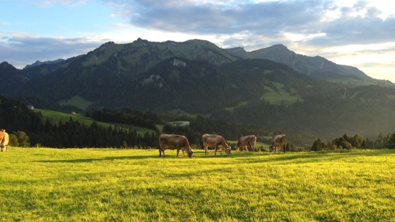 Modellregion Bregenzerwald – zukunftsfähiger Klima- und Naturschutz in Vorarlberg