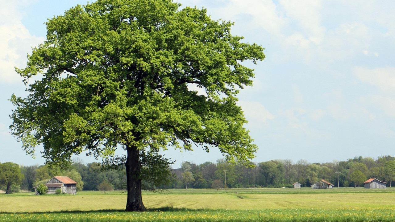 Ikigai – Sinn, Motivation und Erfüllung für die moderne Arbeitswelt