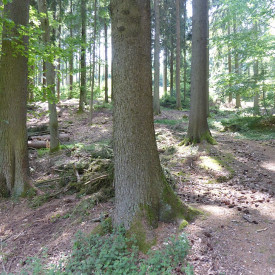 Gelassen und kraftvoll mit Zeitdruck und Stress umgehen