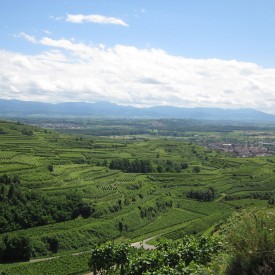 Der Kaiserstuhl – Erhalt und Entwicklung einer wertvollen Kulturlandschaft