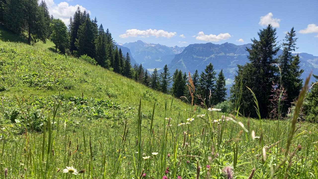 Klimaanpassungsregion Bregenzerwald – enkeltaugliche Strategien in den Alpen
