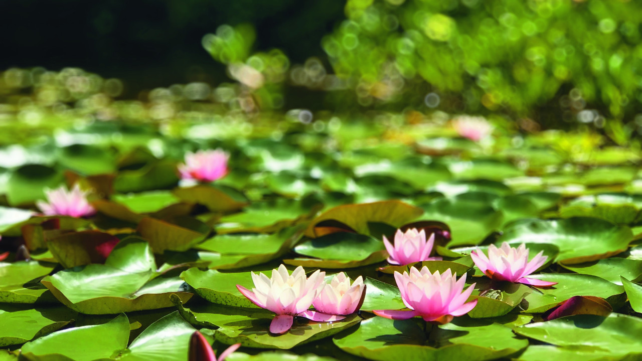 Yin Yoga in Frühling und Sommer: Gelassenheit und Energie tanken mit den Elementen und TCM